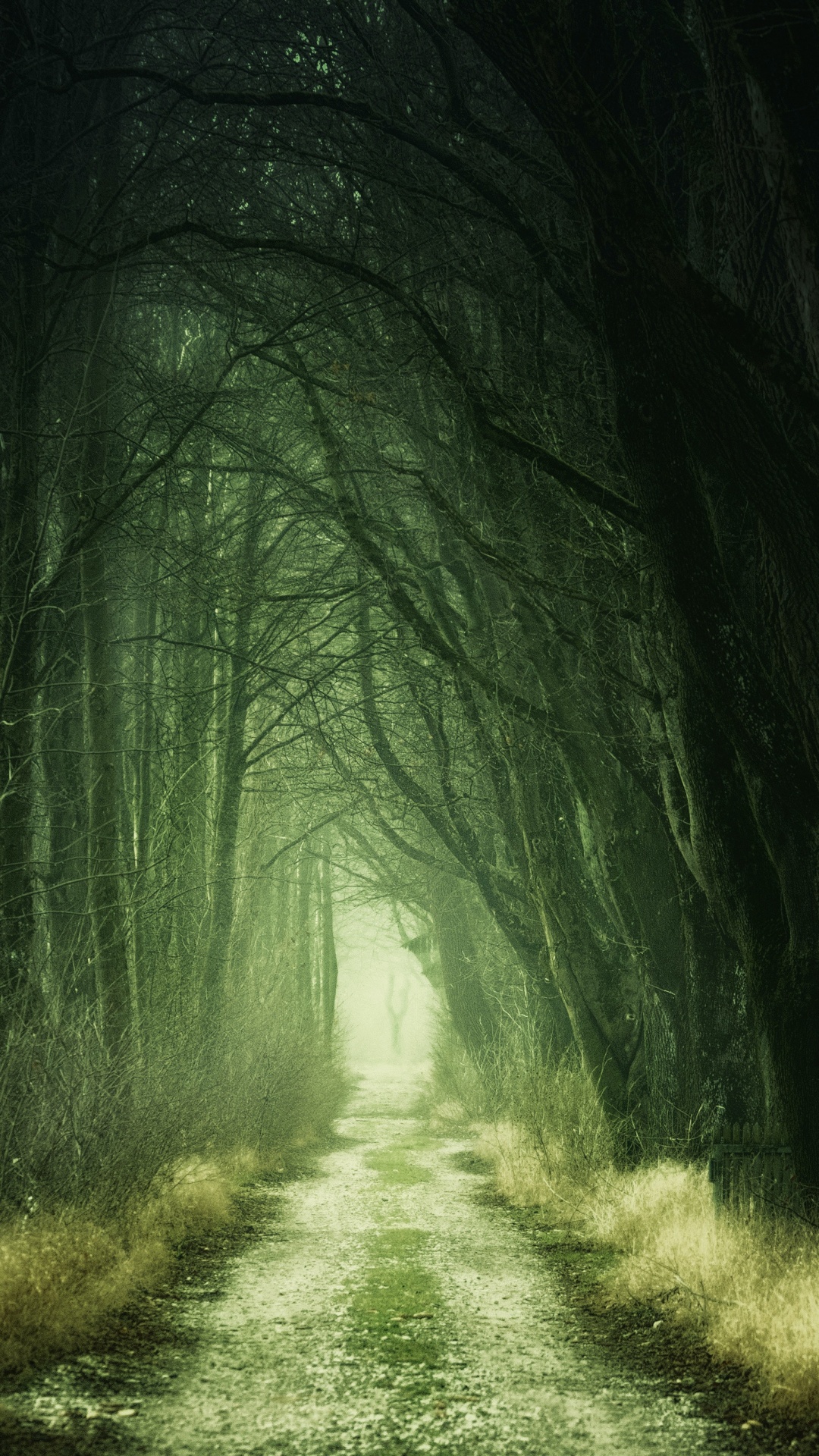 Forest Wallpaper 4K, Path, Fall, Calm, Green, 5K, Nature, #524